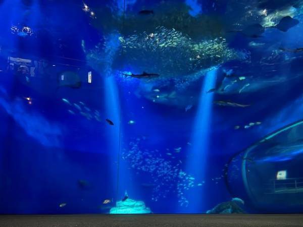 『NIGHT AQUAWORLD』～生き物たちの誕生日スペシャル～　6月17日(土)・24日(土)18:00より開催