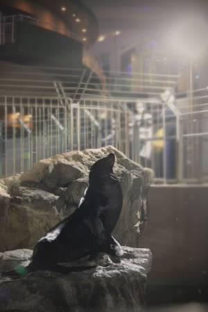 『NIGHT AQUAWORLD』～生き物たちの誕生日スペシャル～　6月17日(土)・24日(土)18:00より開催