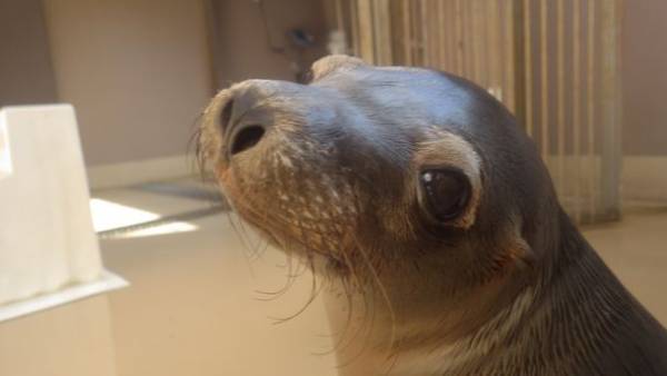 『NIGHT AQUAWORLD』～生き物たちの誕生日スペシャル～　6月17日(土)・24日(土)18:00より開催