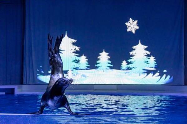 『NIGHT AQUAWORLD』～生き物たちの誕生日スペシャル～　6月17日(土)・24日(土)18:00より開催