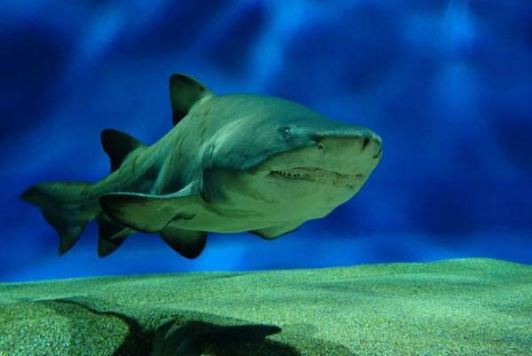 『NIGHT AQUAWORLD』～生き物たちの誕生日スペシャル～　6月17日(土)・24日(土)18:00より開催