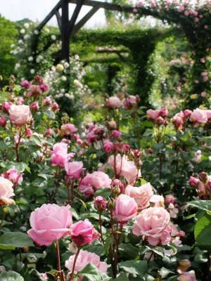 軽井沢レイクガーデン6月16日よりローズシーズンがスタート　モーニングローズデイは朝7時から営業！