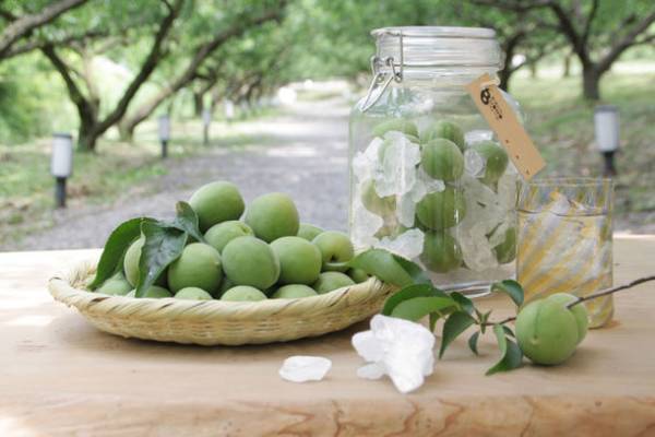 滋賀の寿長生の郷にて収穫体験「梅狩り」を6月10日(土)～7月2日(日)の期間限定で開催！期間中はイベントの実施や梅を使った限定メニューもご用意