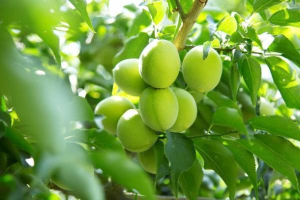 滋賀の寿長生の郷にて収穫体験「梅狩り」を6月10日(土)～7月2日(日)の期間限定で開催！期間中はイベントの実施や梅を使った限定メニューもご用意