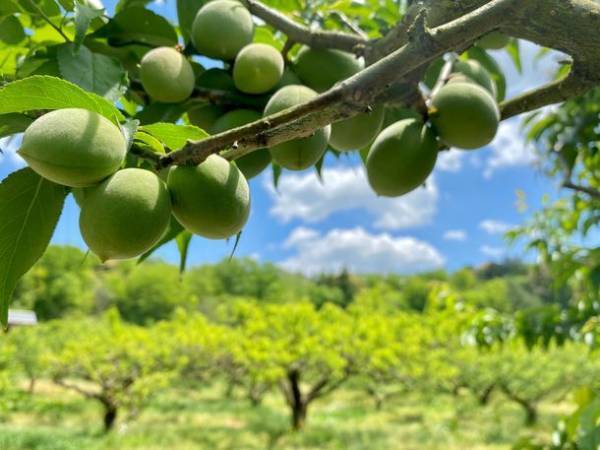 滋賀の寿長生の郷にて収穫体験「梅狩り」を6月10日(土)～7月2日(日)の期間限定で開催！期間中はイベントの実施や梅を使った限定メニューもご用意