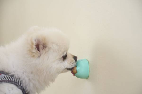 ペット用知育玩具おやつ「ペロトモ」6月17・18日開催「インターペット大阪」に初出展！