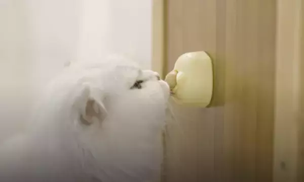 ペット用知育玩具おやつ「ペロトモ」6月17・18日開催「インターペット大阪」に初出展！