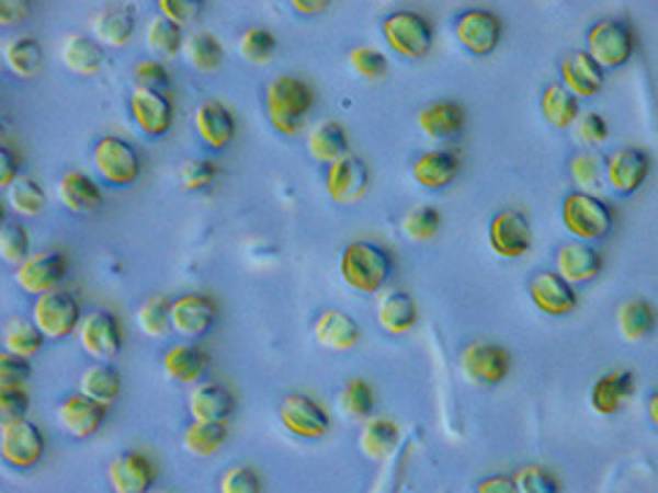 未来を担う次世代スーパーフード“藻”を通じて食料危機を学ぶ　世界初“藻”を使った“グリーン給食”6/13(火)静岡県袋井市にて提供