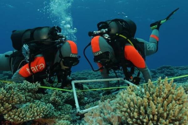 タラ号太平洋プロジェクト　サンゴ礁のマイクロバイオームの圧倒的な多様性が明らかに