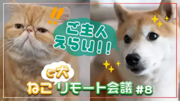 明治安田生命オリジナルYouTube番組【明治安田TUBE】の人気シリーズ第8弾！意識が高い犬のキャラが炸裂！？ねこリモート会議♯8「『シャレン！で献血』ってなに？」篇を配信開始！