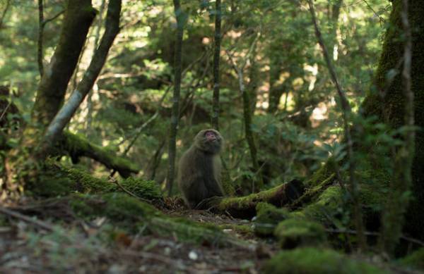 平川商事グループがJR九州グループより「JRホテル屋久島」を建物取得　2023年6月24日「ホテル屋久島」を開業
