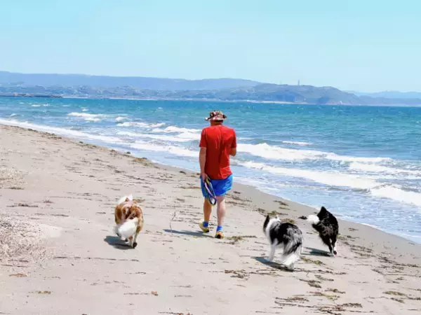 千葉県富津の愛犬と泊まれる一棟貸しドッグコテージ　6月1日にクラウドファンディングを開始