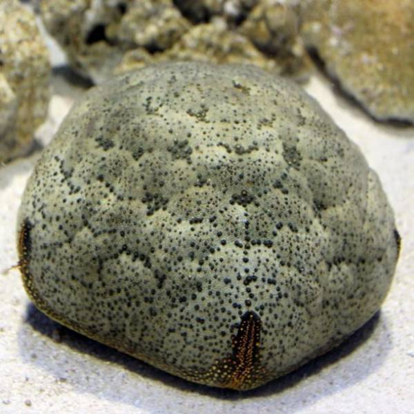 この夏、すみっコぐらしがアクアワールド・大洗にやってくる！【すみっコぐらし水族館×アクアワールド・大洗】2023年7月15日(土)～2023年10月31日(火)開催