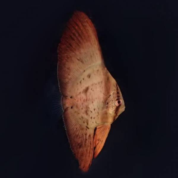 この夏、すみっコぐらしがアクアワールド・大洗にやってくる！【すみっコぐらし水族館×アクアワールド・大洗】2023年7月15日(土)～2023年10月31日(火)開催