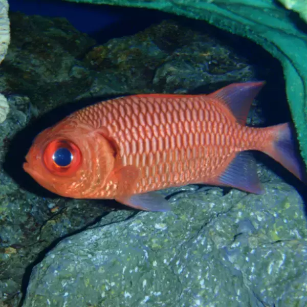 この夏、すみっコぐらしがアクアワールド・大洗にやってくる！【すみっコぐらし水族館×アクアワールド・大洗】2023年7月15日(土)～2023年10月31日(火)開催