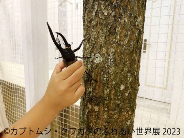 夏の思い出にカッコイイ昆虫たちとのワクワク体験を！「カブトムシ・クワガタのふれあい世界展 2023」7/22(土)～開催！ジオラマ作りのワークショップも実施