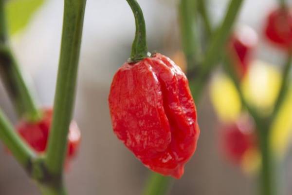 「175°シビれの夏～冷し担担麺2023」開催　175°DENO担担麺　夏の冷し担担麺メニュー提供のお知らせ　期間：2023年6月15日～8月15日