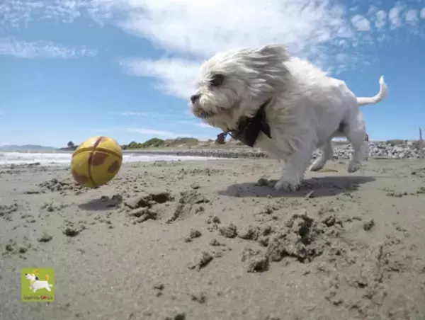 かわいくて丈夫なアメリカ製愛犬用おもちゃの輸入販売を開始　～天然ゴム製の壊れにくいおもちゃGOUGHNUTS＜ゴーナッツ＞～