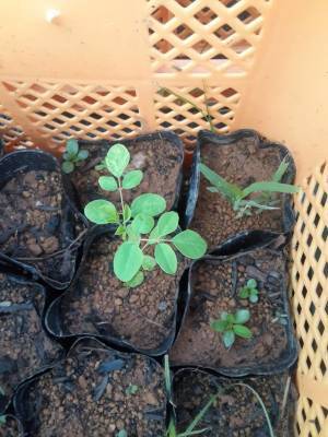 モリンガの森プロジェクト協会がモリンガチャレンジ第二弾として宮古島市と連携しモリンガ苗の無料配布を実施！