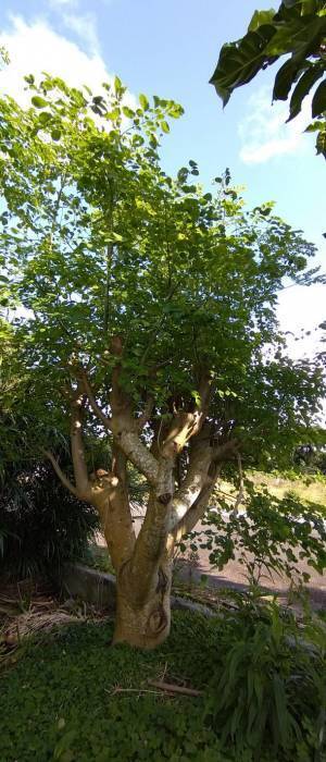 モリンガの森プロジェクト協会がモリンガチャレンジ第二弾として宮古島市と連携しモリンガ苗の無料配布を実施！