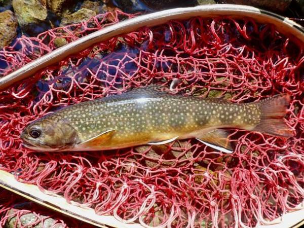 ZEN RESORT NIKKOが夏の中禅寺湖アクティビティー付き宿泊プランとフィッシングガイドツアーの営業開始！