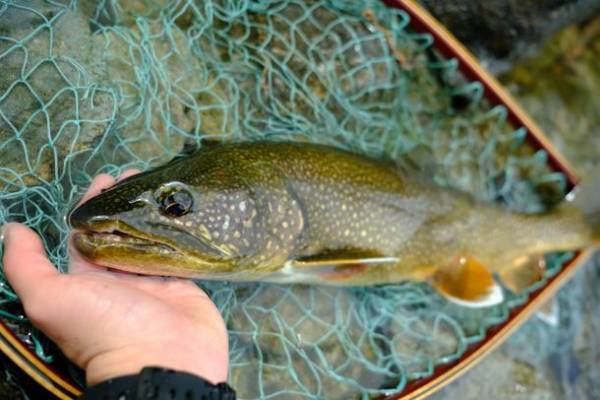 ZEN RESORT NIKKOが夏の中禅寺湖アクティビティー付き宿泊プランとフィッシングガイドツアーの営業開始！