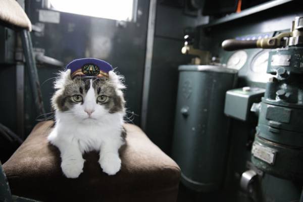 ベストセラー猫写真集「飛び猫」の写真家・五十嵐健太による芦ノ牧温泉駅の駅長猫「らぶ駅長」のメモリアル写真集を受注販売開始！