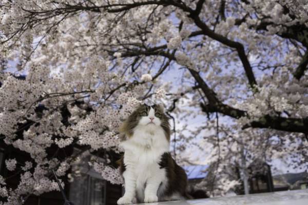 ベストセラー猫写真集「飛び猫」の写真家・五十嵐健太による芦ノ牧温泉駅の駅長猫「らぶ駅長」のメモリアル写真集を受注販売開始！