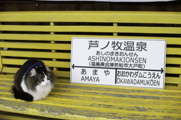 ベストセラー猫写真集「飛び猫」の写真家・五十嵐健太による芦ノ牧温泉駅の駅長猫「らぶ駅長」のメモリアル写真集を受注販売開始！