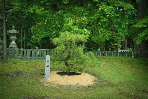 滋賀県犬上郡・大瀧神社の犬上神社に祀られる“神犬”に松を献樹　～地域に伝わる神話に登場する忠犬「小石丸」～