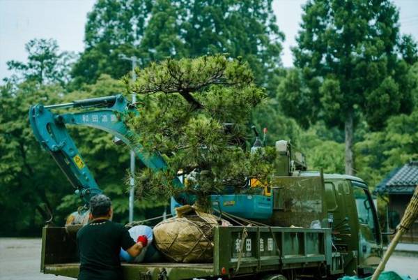 滋賀県犬上郡・大瀧神社の犬上神社に祀られる“神犬”に松を献樹　～地域に伝わる神話に登場する忠犬「小石丸」～