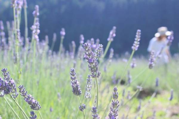 岐阜の里山でハーブに癒される「善玉菌リトリート」　有機ラベンダー＆ミント収穫体験会を6月24日に開催