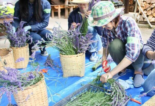 岐阜の里山でハーブに癒される「善玉菌リトリート」　有機ラベンダー＆ミント収穫体験会を6月24日に開催