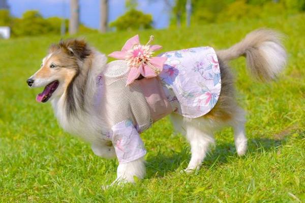 着るだけで-6℃！※1 「空調ペット服 COOL DOG(R)」　ご要望に応え、9Lまでサイズ展開追加、2023新コレクション発売！