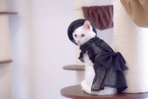 着るだけで-6℃！※1 「空調ペット服 COOL DOG(R)」　ご要望に応え、9Lまでサイズ展開追加、2023新コレクション発売！