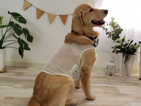 着るだけで-6℃！※1 「空調ペット服 COOL DOG(R)」　ご要望に応え、9Lまでサイズ展開追加、2023新コレクション発売！