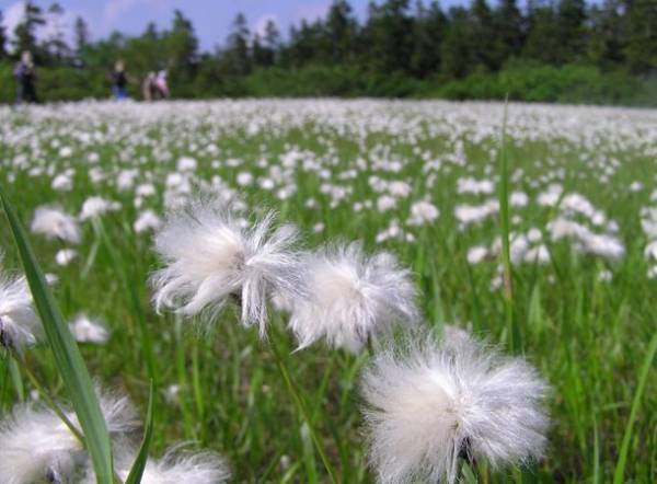 新潟県十日町市にて自然観察指導員のガイド付き「小松原湿原トレッキングツアー」を7月9日に開催