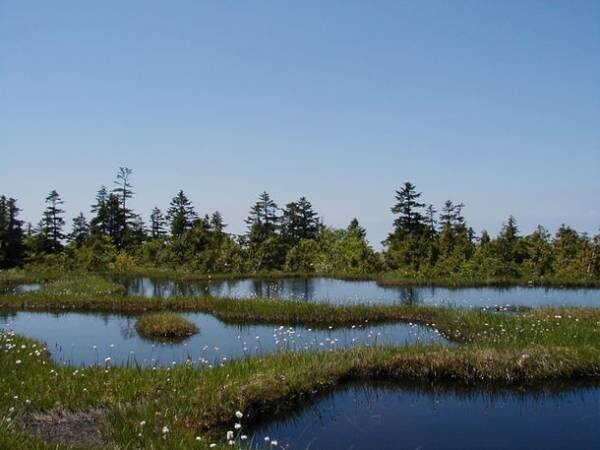 新潟県十日町市にて自然観察指導員のガイド付き「小松原湿原トレッキングツアー」を7月9日に開催