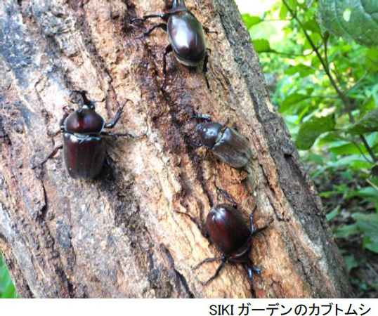 ROKKO森の音ミュージアム お盆期間限定朝のSIKIガーデン＆楽器準備公開自動演奏バイオリンの調弦など公開実演