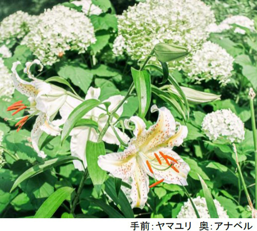 ROKKO森の音ミュージアム お盆期間限定朝のSIKIガーデン＆楽器準備公開自動演奏バイオリンの調弦など公開実演