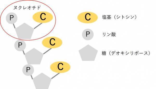 フォーデイズ「神経幹細胞の増殖促進剤及びそれを用いた神経幹細胞の増殖促進方法」特許取得のお知らせ