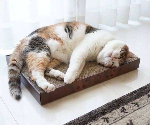 6月22日20時スタートの楽天お買い物マラソンで約90種類のラインナップを揃える猫壱のつめとぎがお得に購入可能！人気商品Best3をご紹介