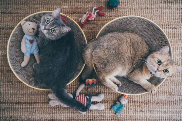 6月22日20時スタートの楽天お買い物マラソンで約90種類のラインナップを揃える猫壱のつめとぎがお得に購入可能！人気商品Best3をご紹介