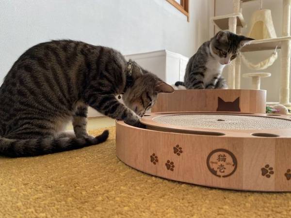 6月22日20時スタートの楽天お買い物マラソンで約90種類のラインナップを揃える猫壱のつめとぎがお得に購入可能！人気商品Best3をご紹介