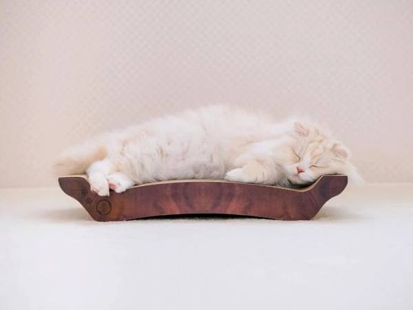 6月22日20時スタートの楽天お買い物マラソンで約90種類のラインナップを揃える猫壱のつめとぎがお得に購入可能！人気商品Best3をご紹介