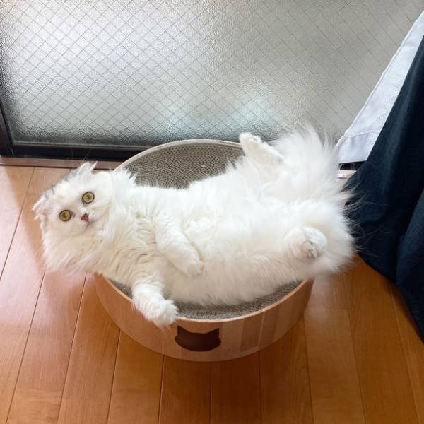 6月22日20時スタートの楽天お買い物マラソンで約90種類のラインナップを揃える猫壱のつめとぎがお得に購入可能！人気商品Best3をご紹介