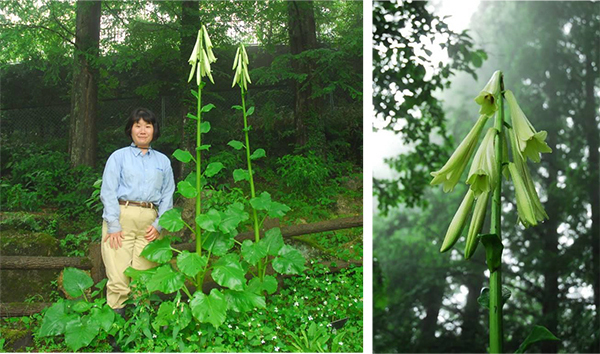 【六甲高山植物園】巨大なヒマラヤウバユリ まもなく開花！