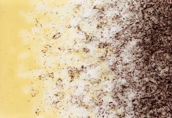 ガラス作家 汲田 日向子氏の展覧会を7月6日～31日 インセンスショップリスン京都・青山で同時開催