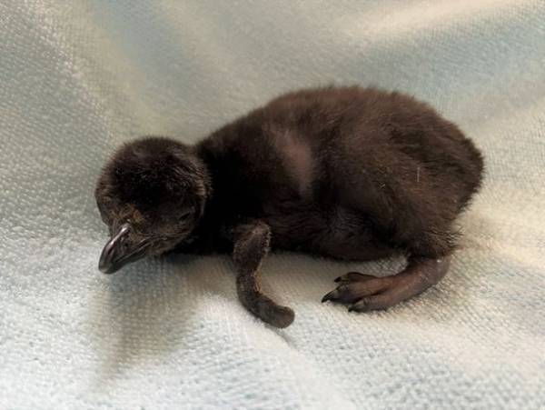 マゼランペンギンの赤ちゃんが誕生！赤ちゃんペンギン愛称投票キャンペーンを6月24日(土)～7月10日(月)期間限定開催