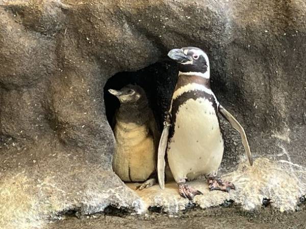 マゼランペンギンの赤ちゃんが誕生！赤ちゃんペンギン愛称投票キャンペーンを6月24日(土)～7月10日(月)期間限定開催